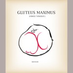 grafika Gluteus Maximus 