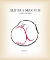 Gluteus Maximus.jpg